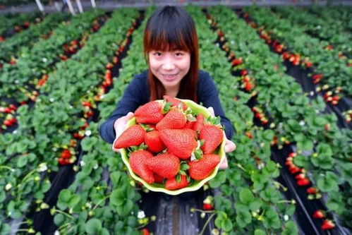 五一自驾去哪儿？来米果果小镇，谱一曲田园之歌，集四季鲜果